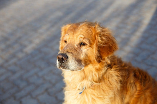 Golden retriever en pleine forme grâce à l'huile de CBD