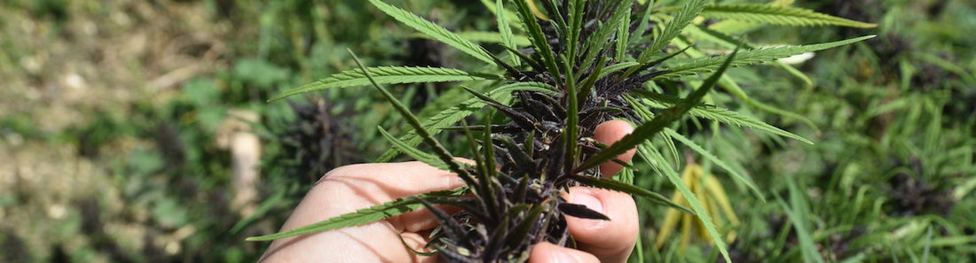 fleur de chanvre CBD à maturité pour la récolte