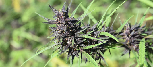 Fleur de chanvre riche en cannabinoïdes (CBD, CBG,CBN)