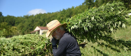 Homme récoltant du chanvre en France pour produire des huiles de CBD