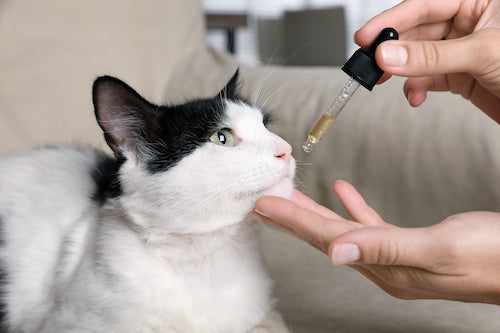 chat détendu grâce à l'huile de CBD