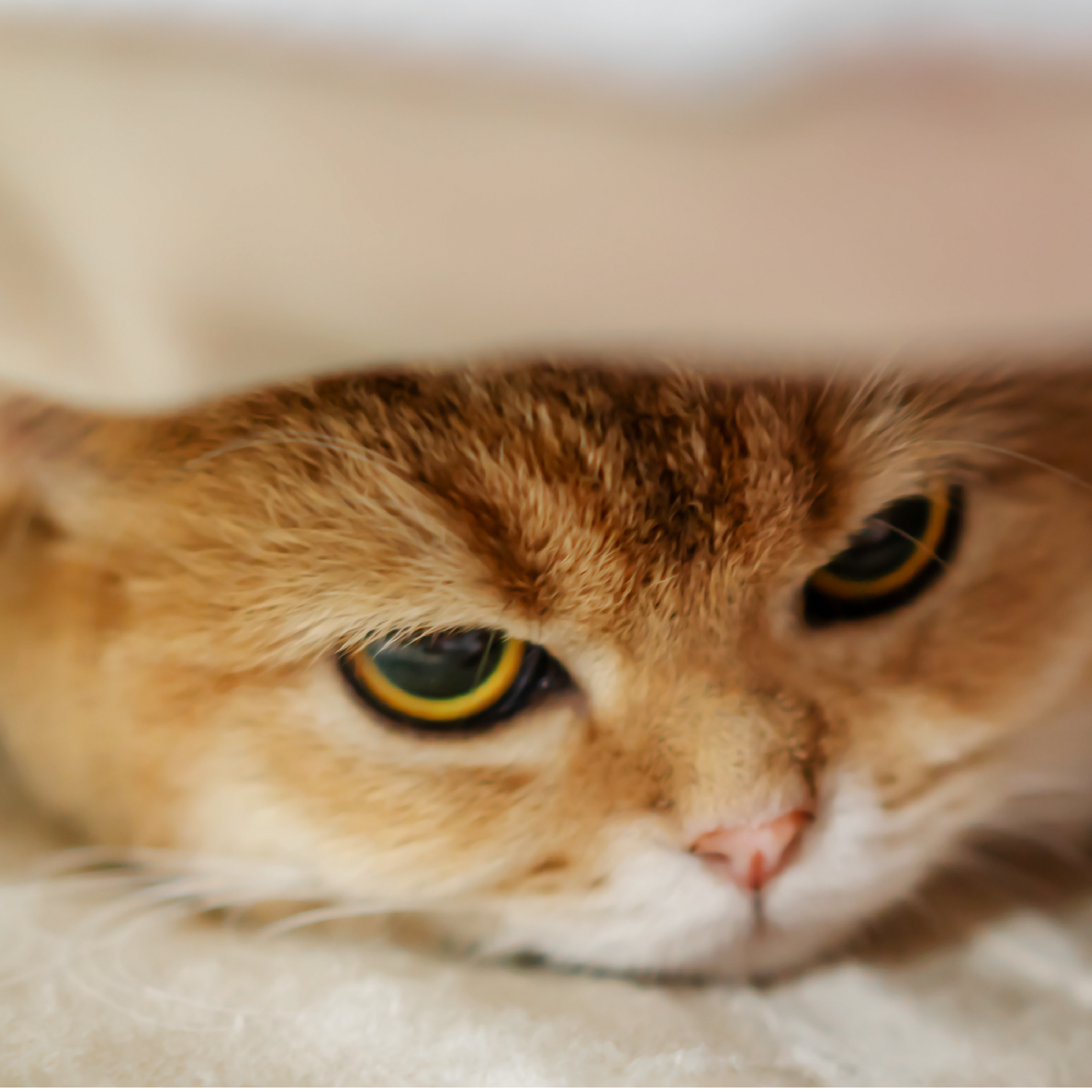 chat stressé