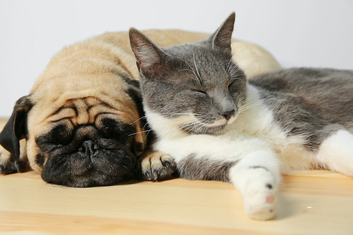 chat et petit chien détendu grâce à l'huile de CBD