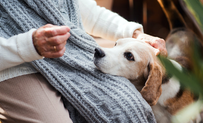 Vieux chien de taille moyenne souffrant d'arthrose