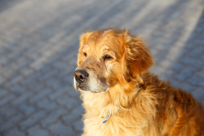 Chien de grande taille souffrant d'arthrose