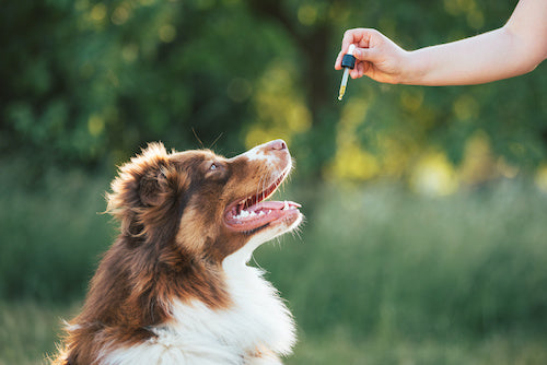 Chien de taille moyenne anxieu, apaisé grâce à l'huile de CBD