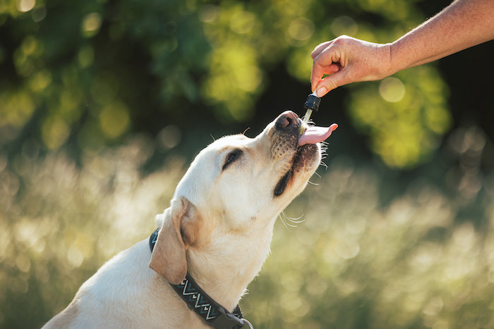 Chien de grande taille soulager de l'arthrose grâce à l'huile de CBD