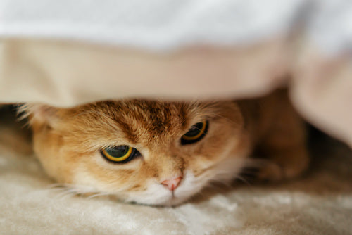 chat malheureus et souffrant de stress et d'anxiété
