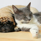 chat et petit chien détendu grâce à l'huile de CBD